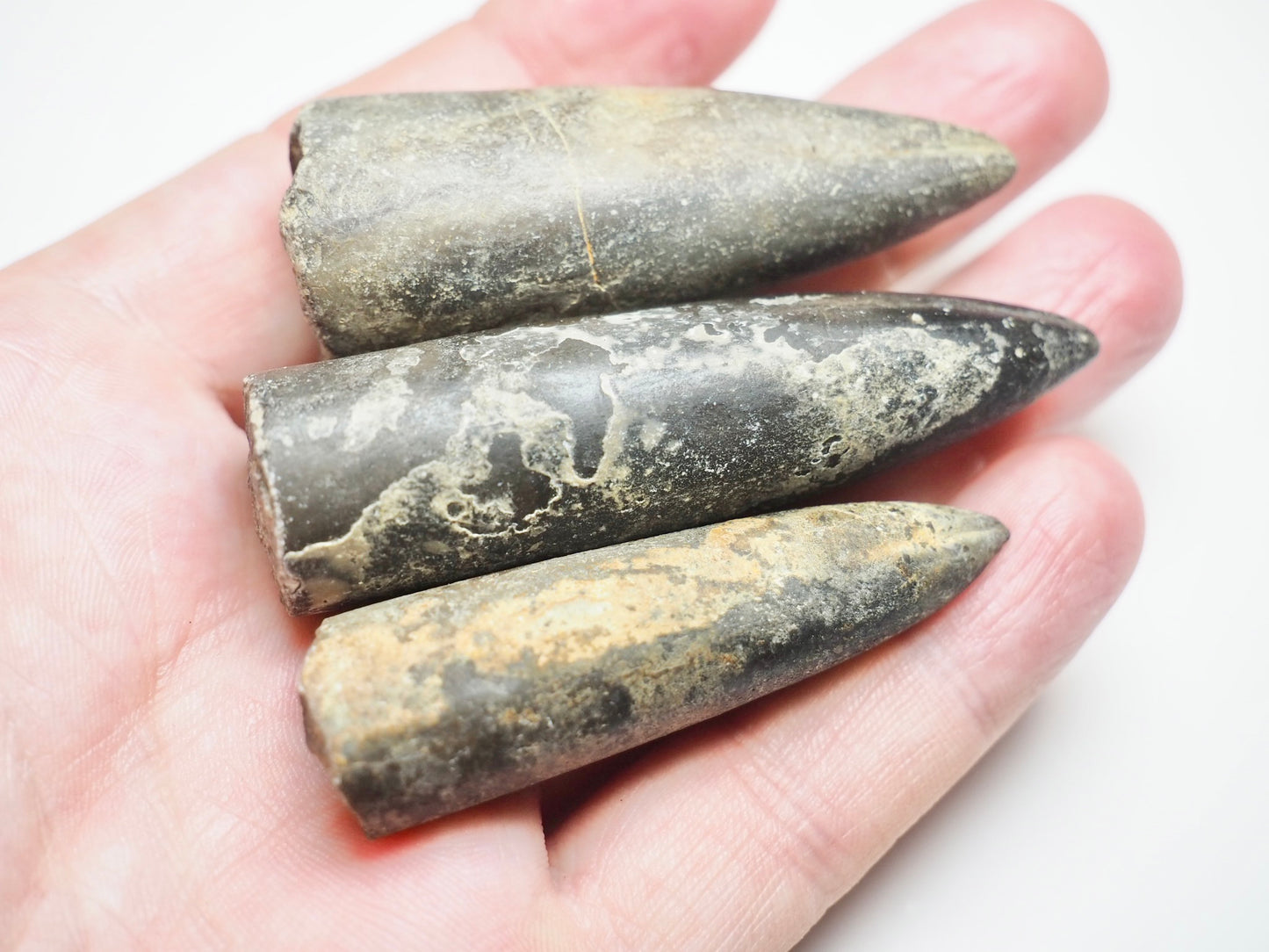 3 Belemnite Specimens