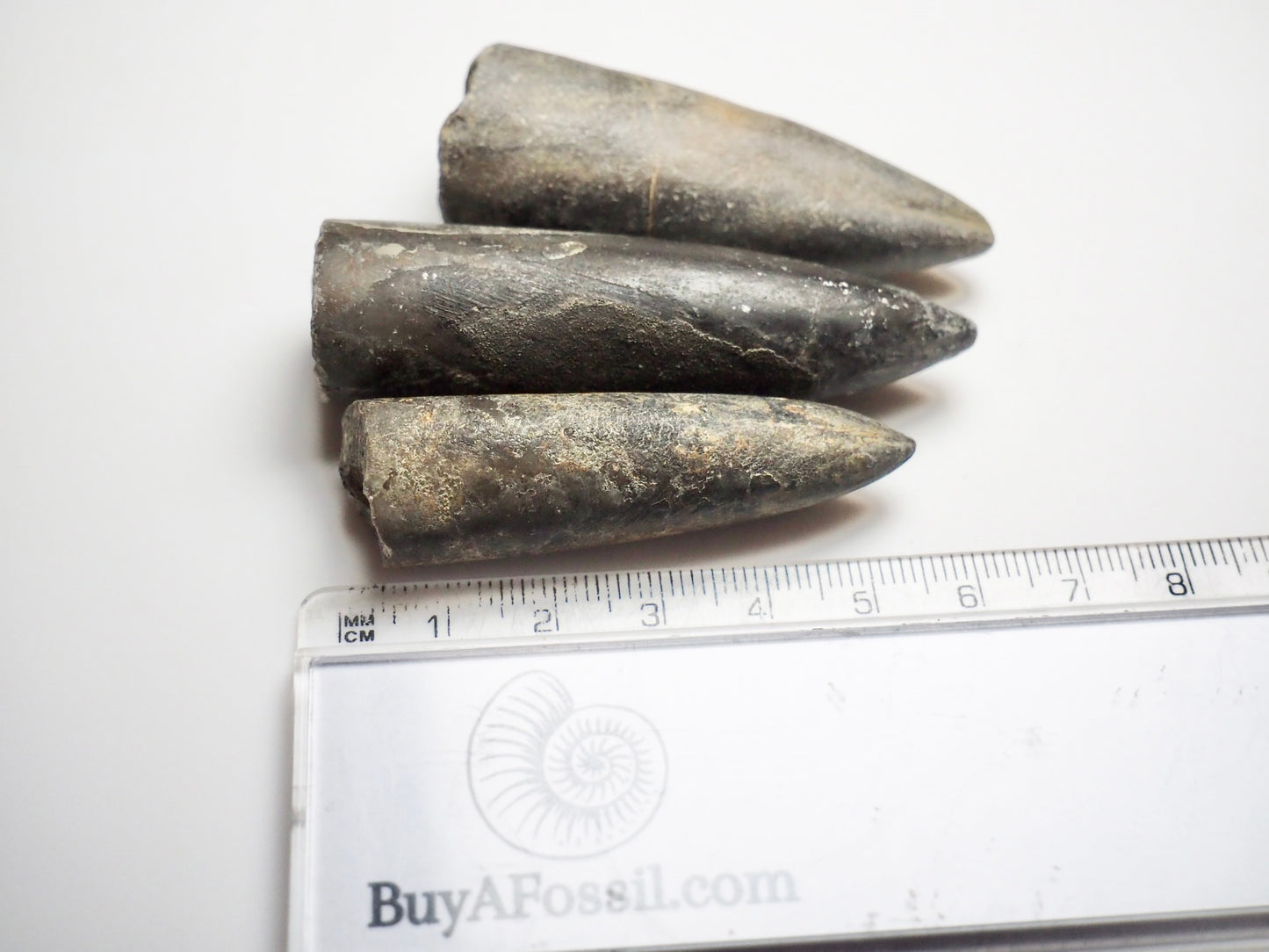3 Belemnite Specimens