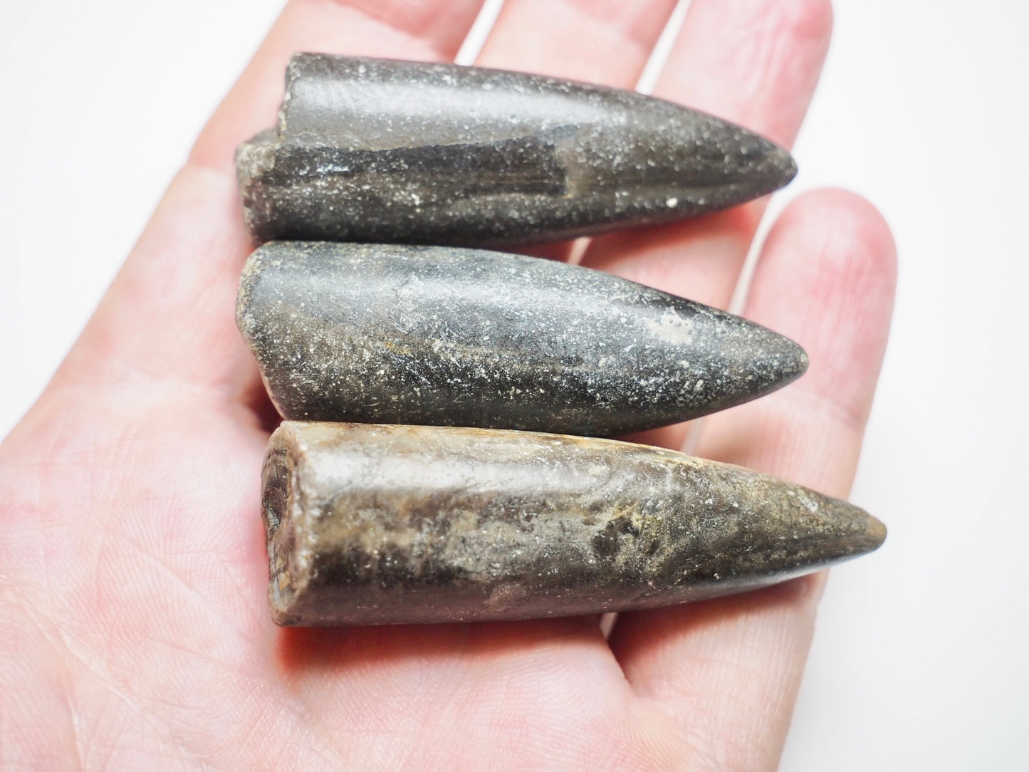3 Belemnite Specimens