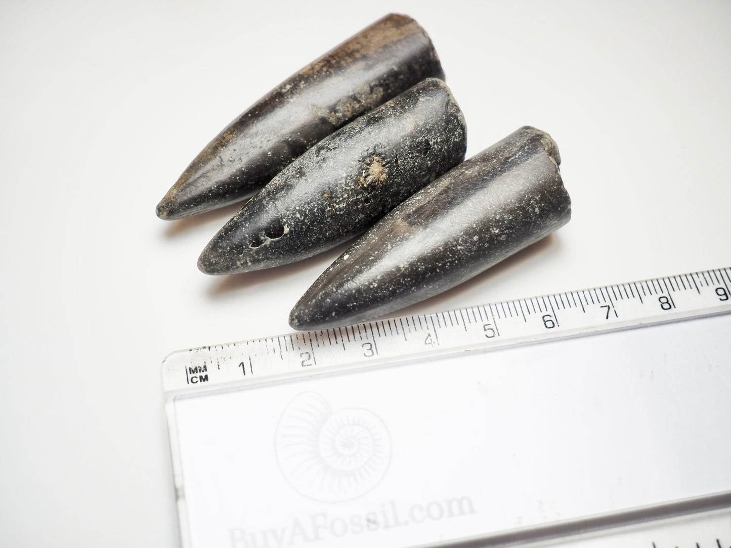 3 Belemnite Specimens
