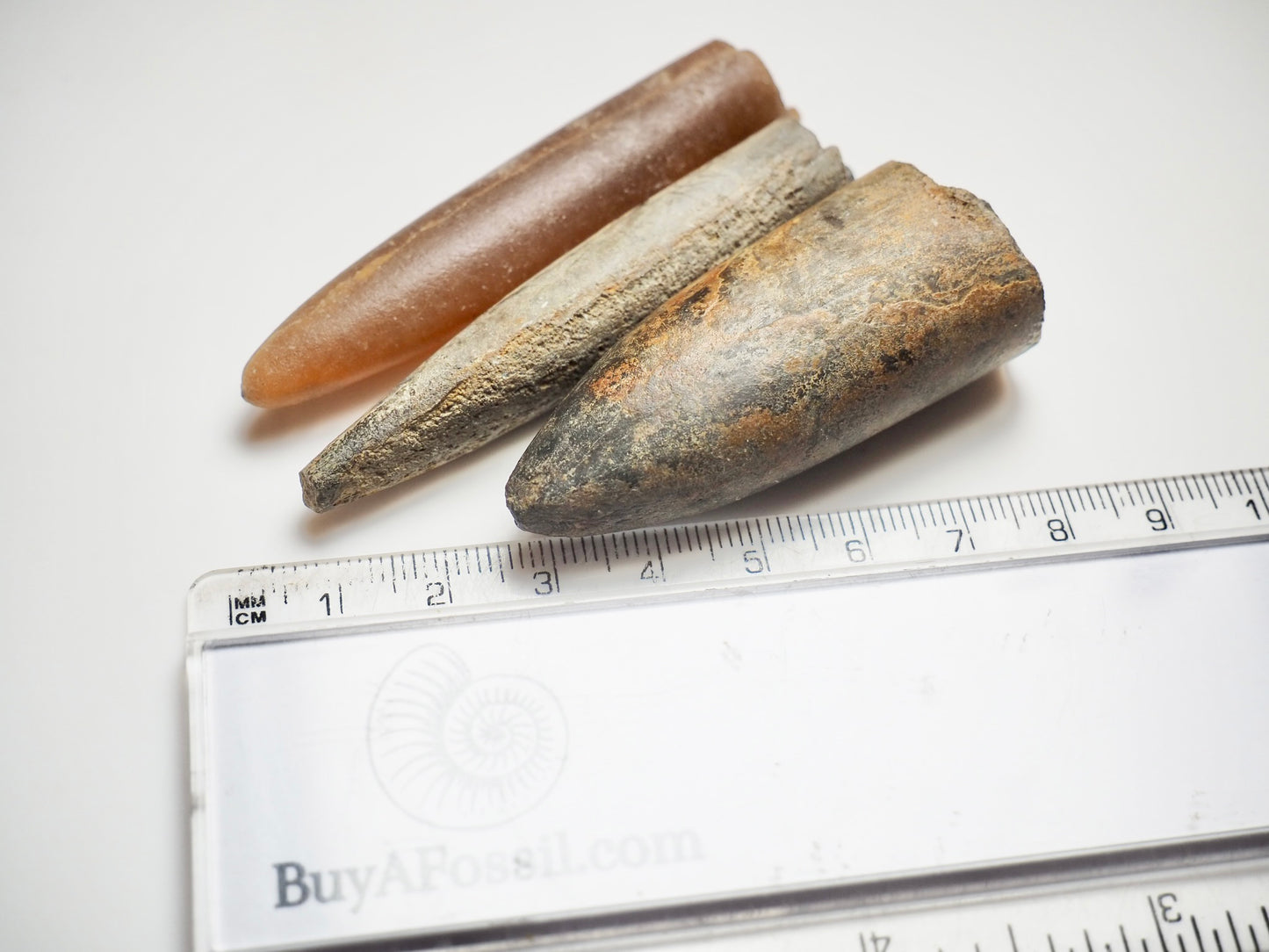 3 Belemnite Specimens