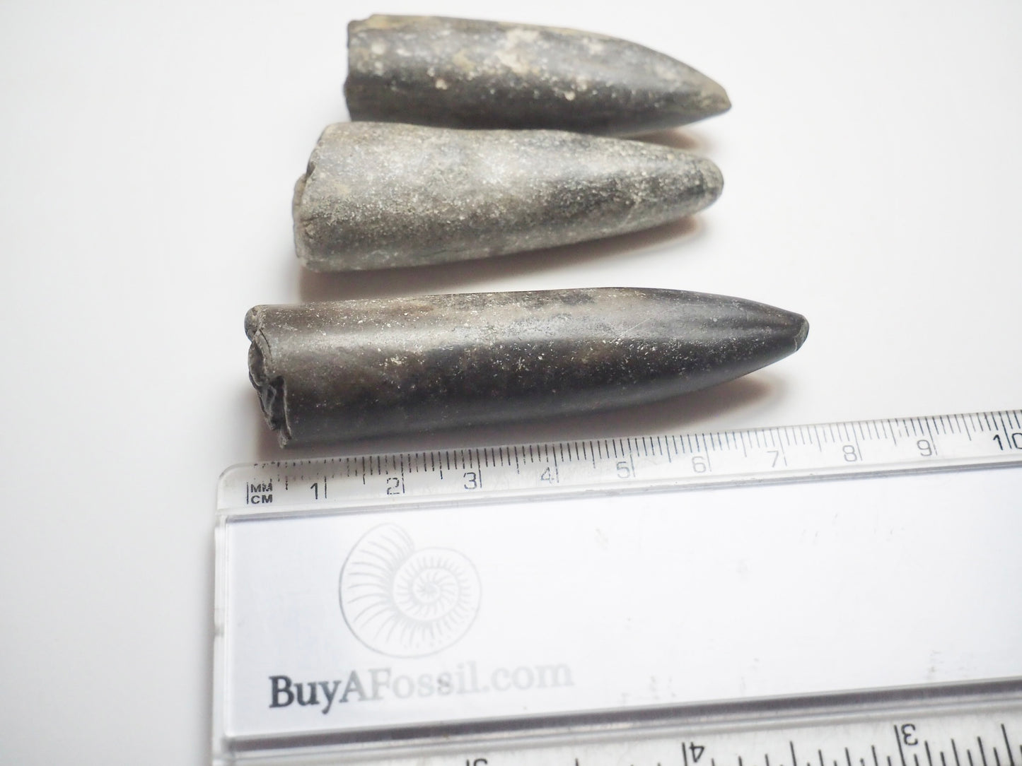 3 Belemnite Specimens
