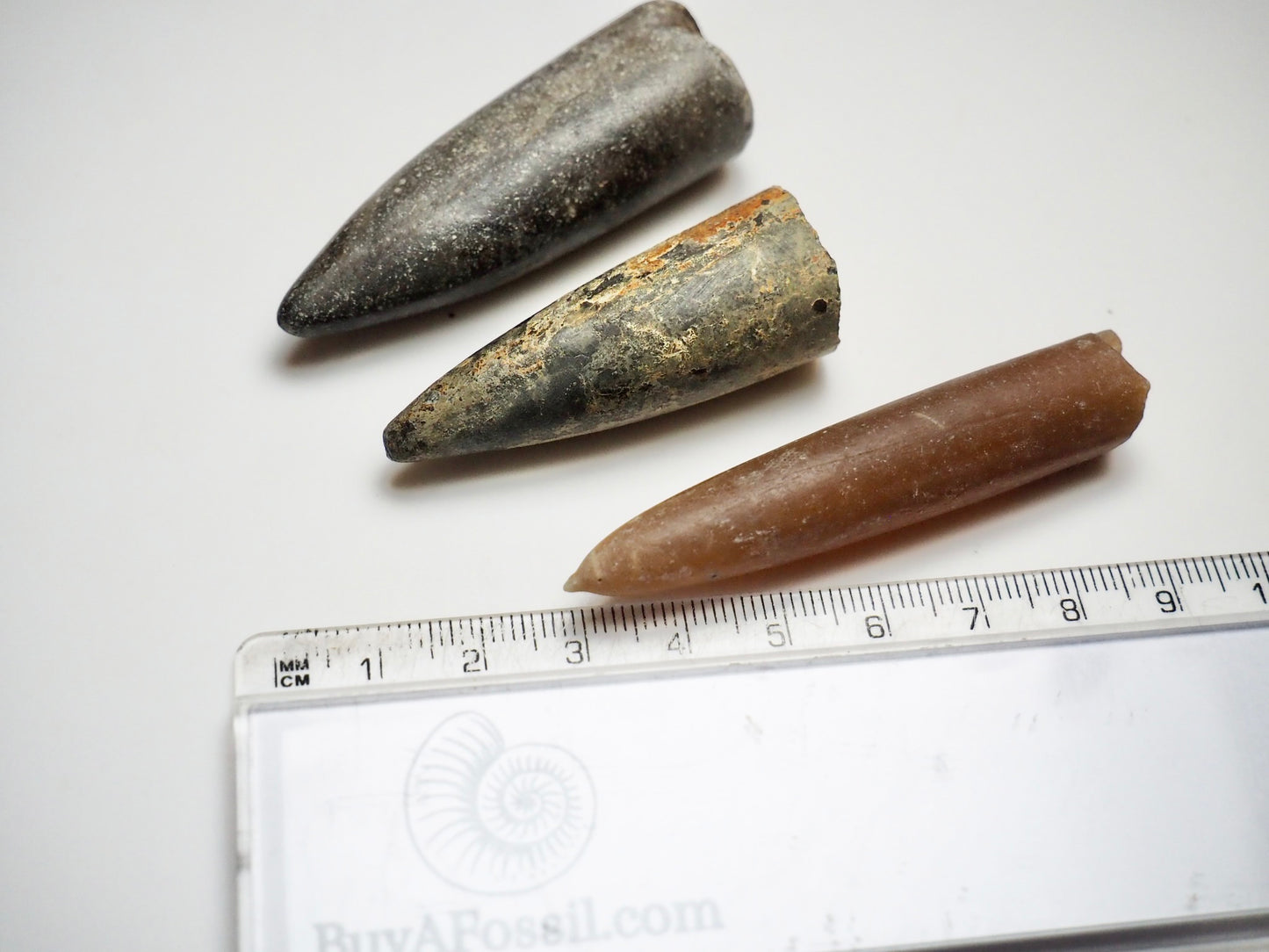 3 Belemnite Specimens