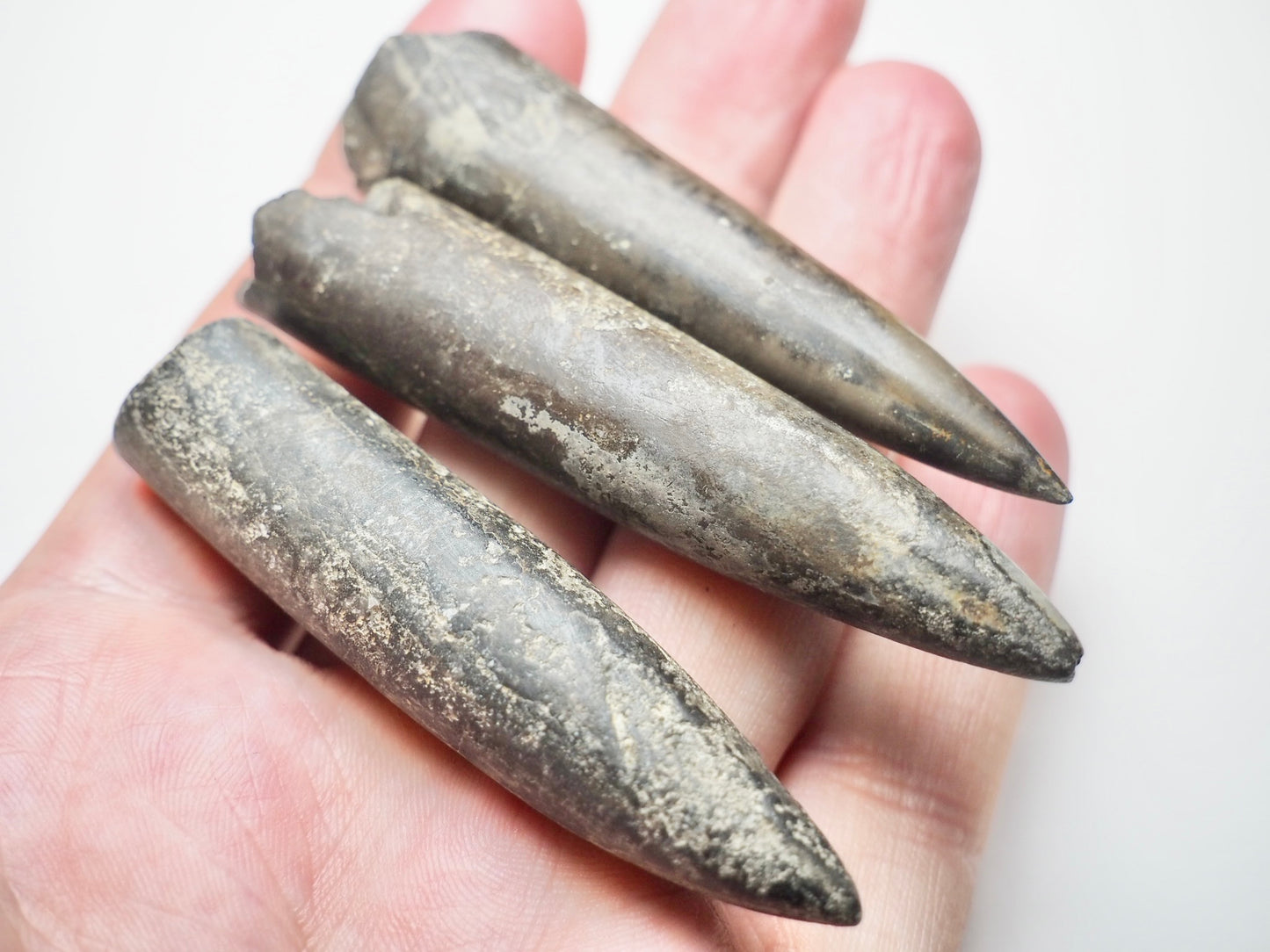 3 Belemnite Specimens