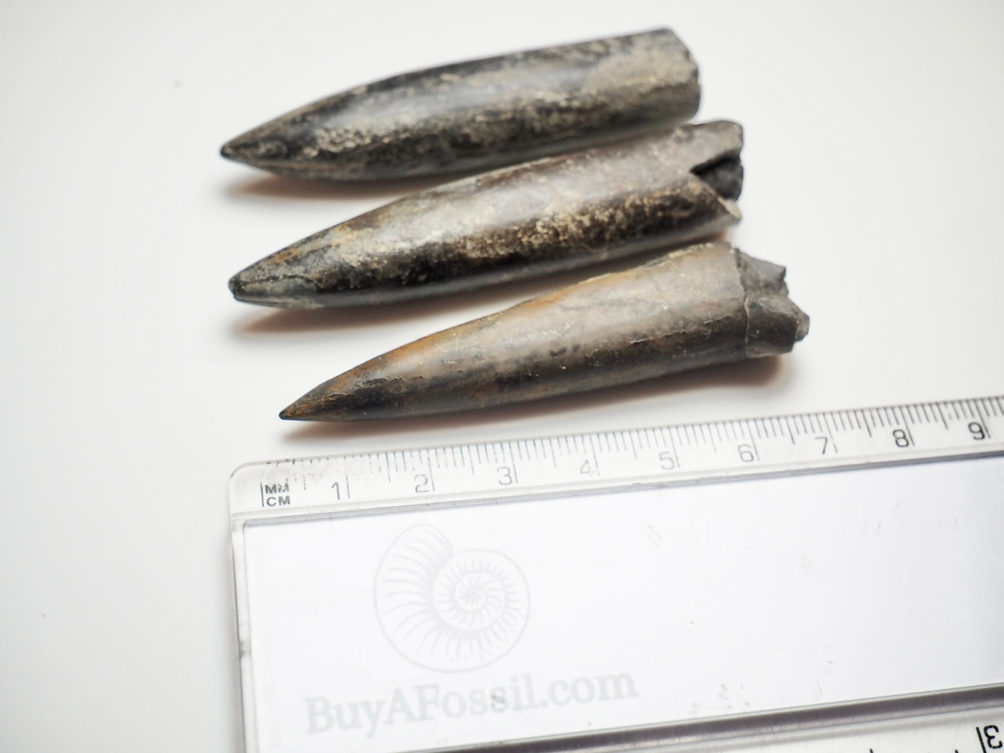 3 Belemnite Specimens