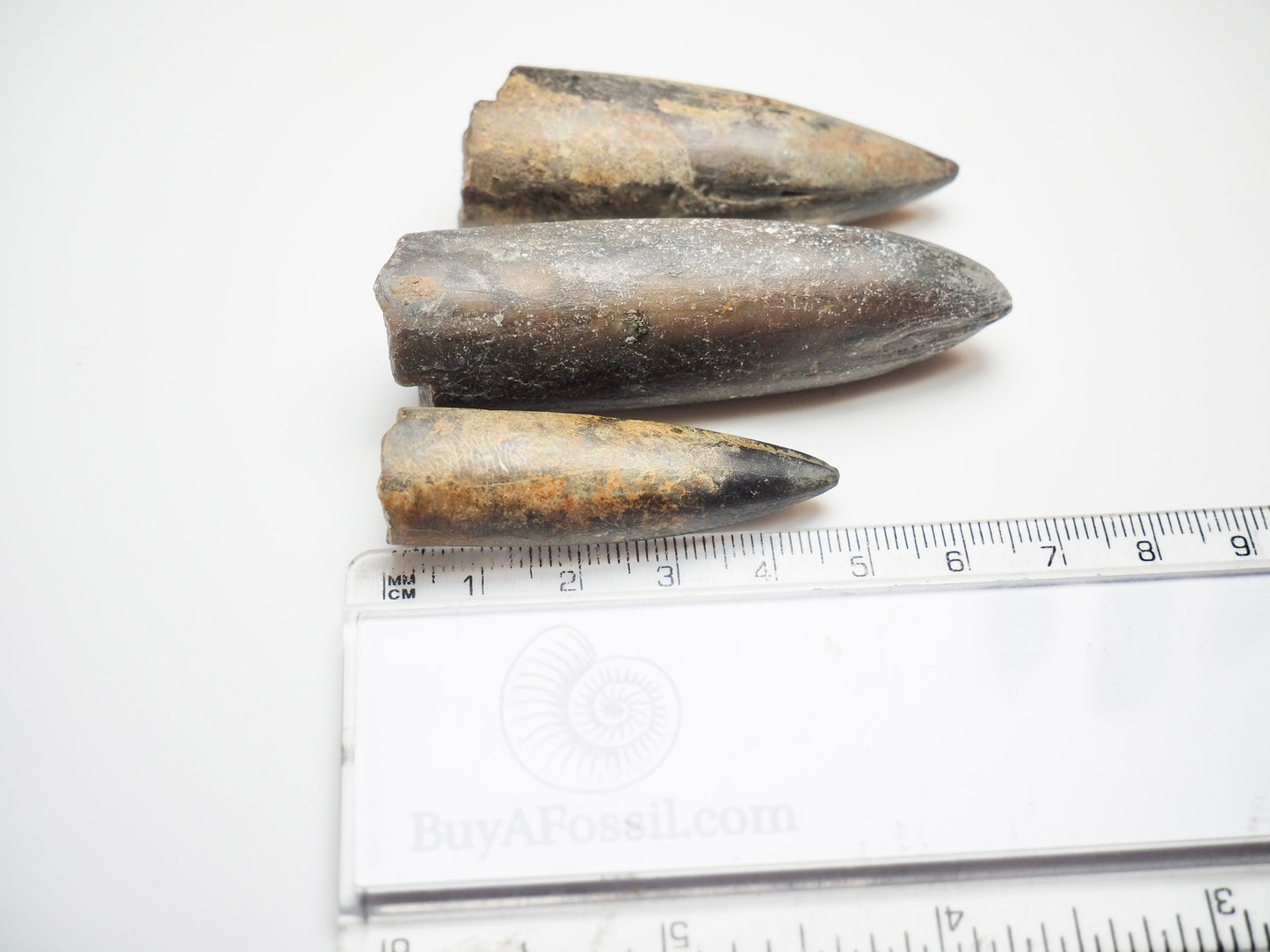 3 Belemnite Specimens