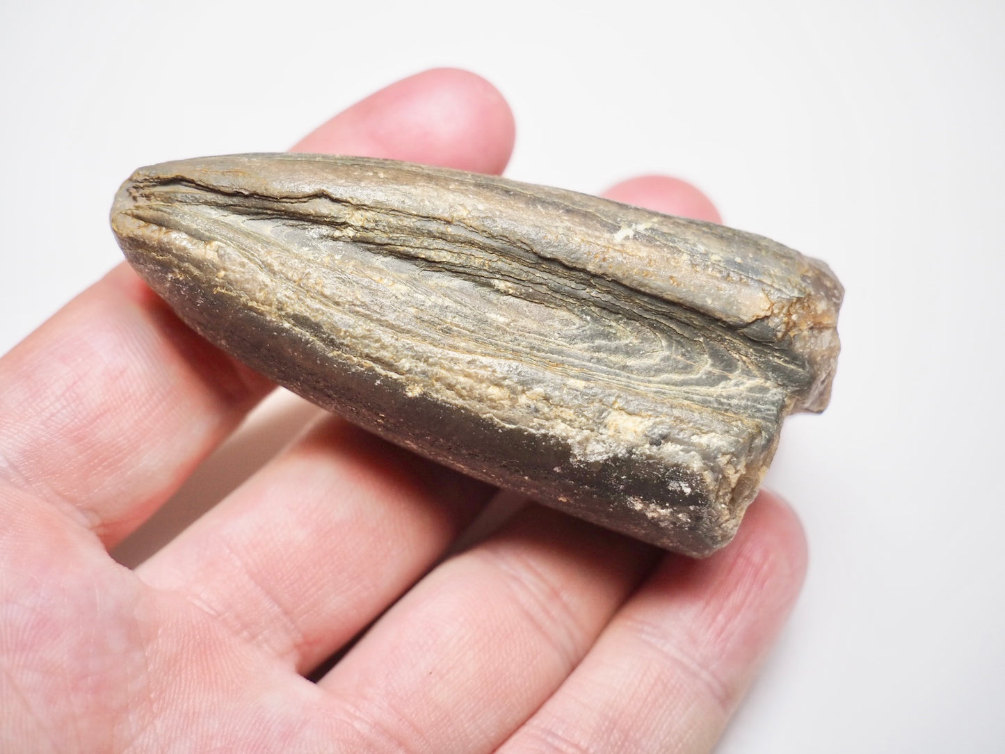 Belemnite Specimen