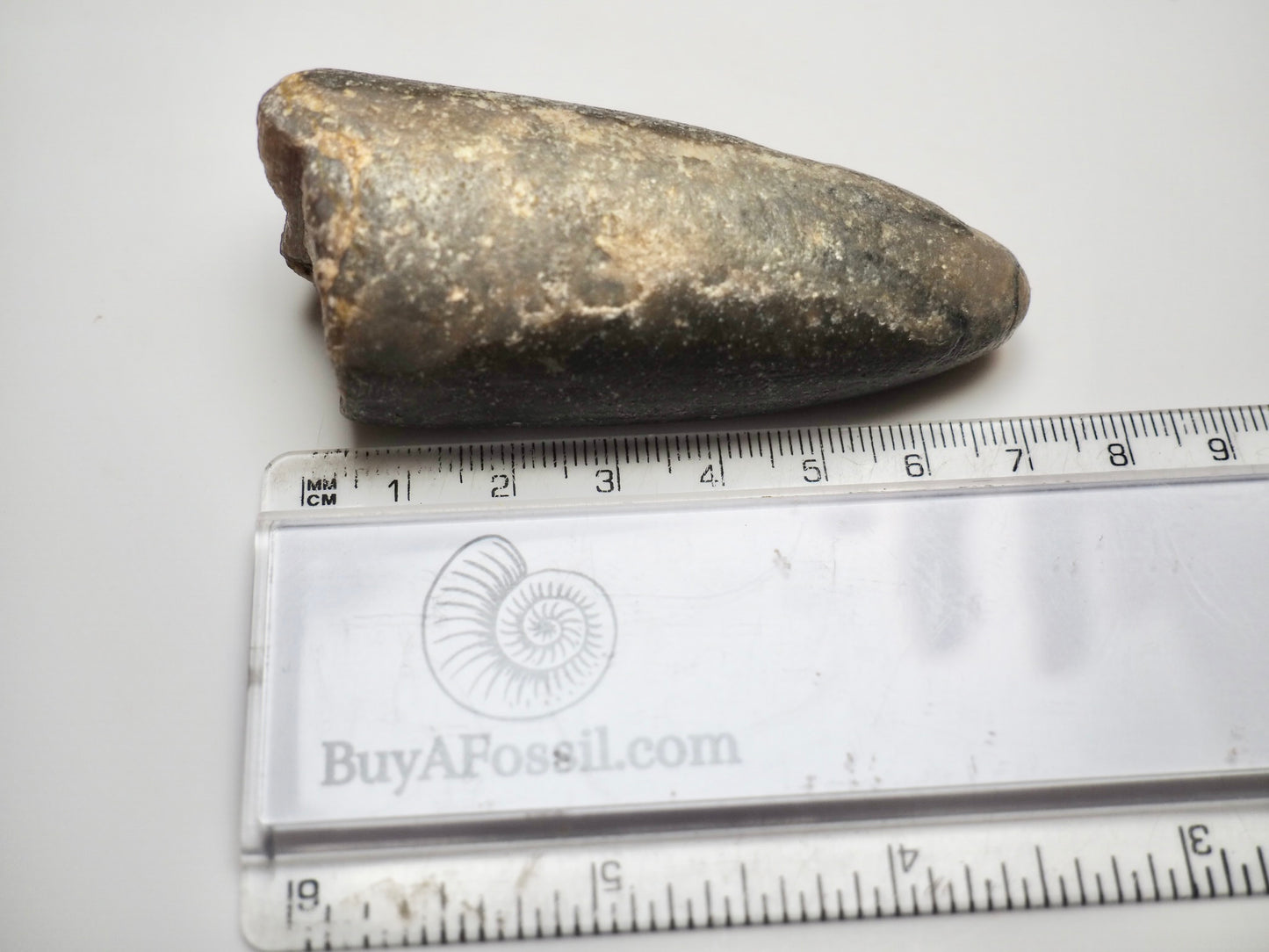 Belemnite Specimen