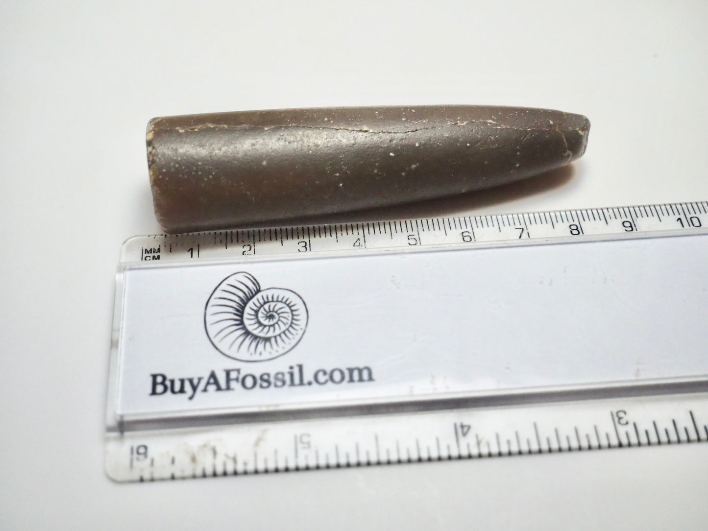 Belemnite Specimen