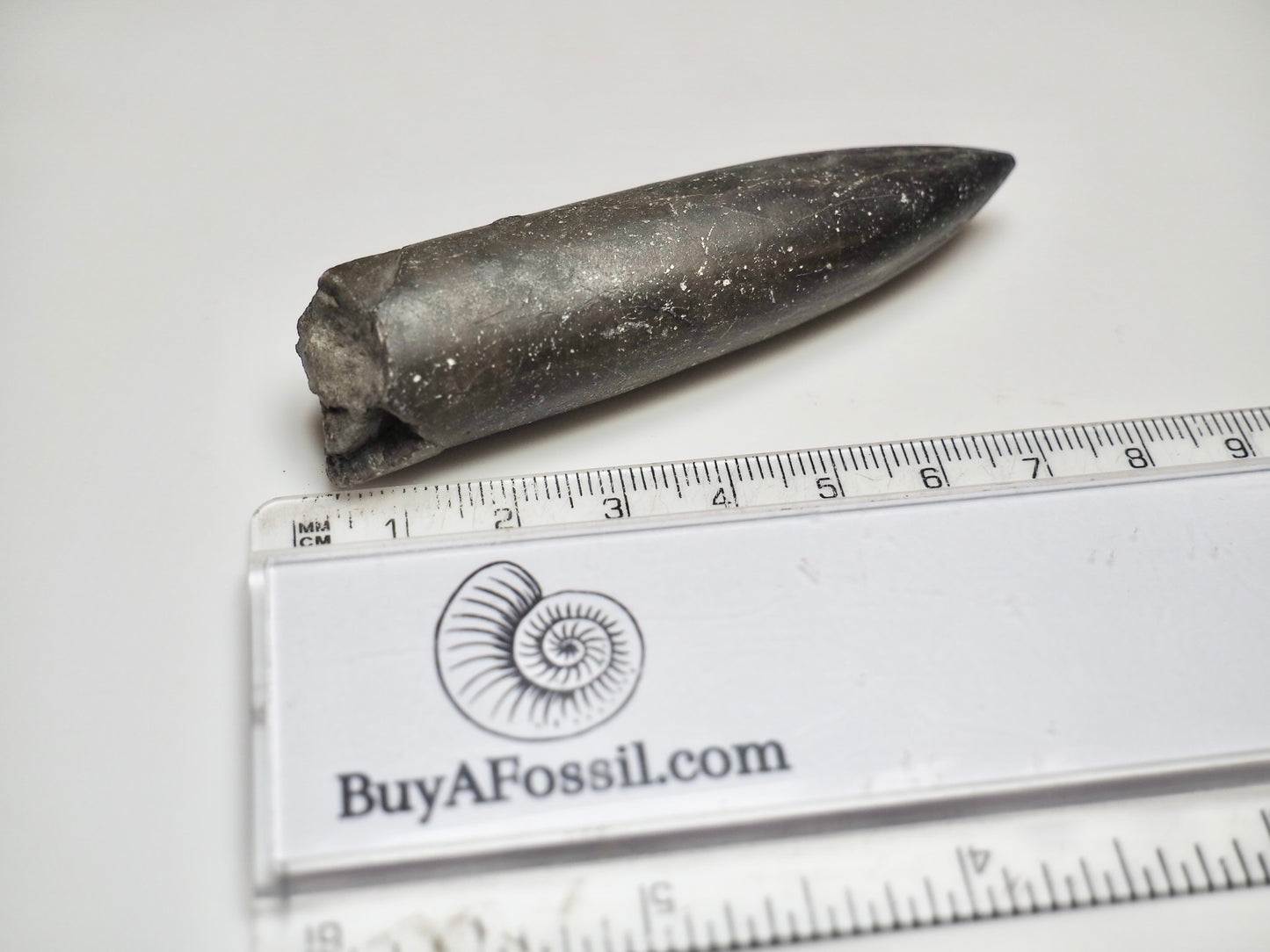 Belemnite Specimen