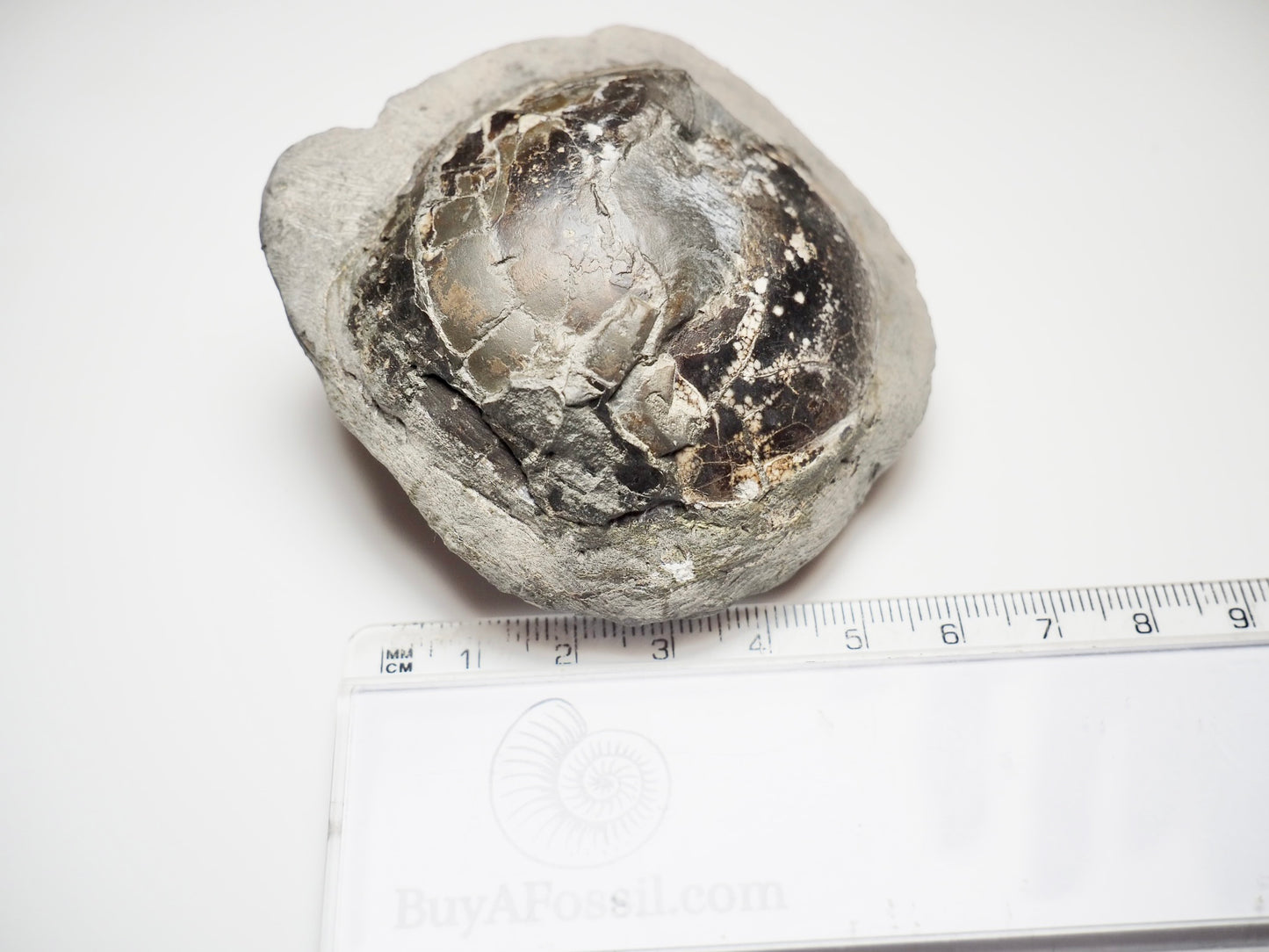 Belemnite Phragmocone