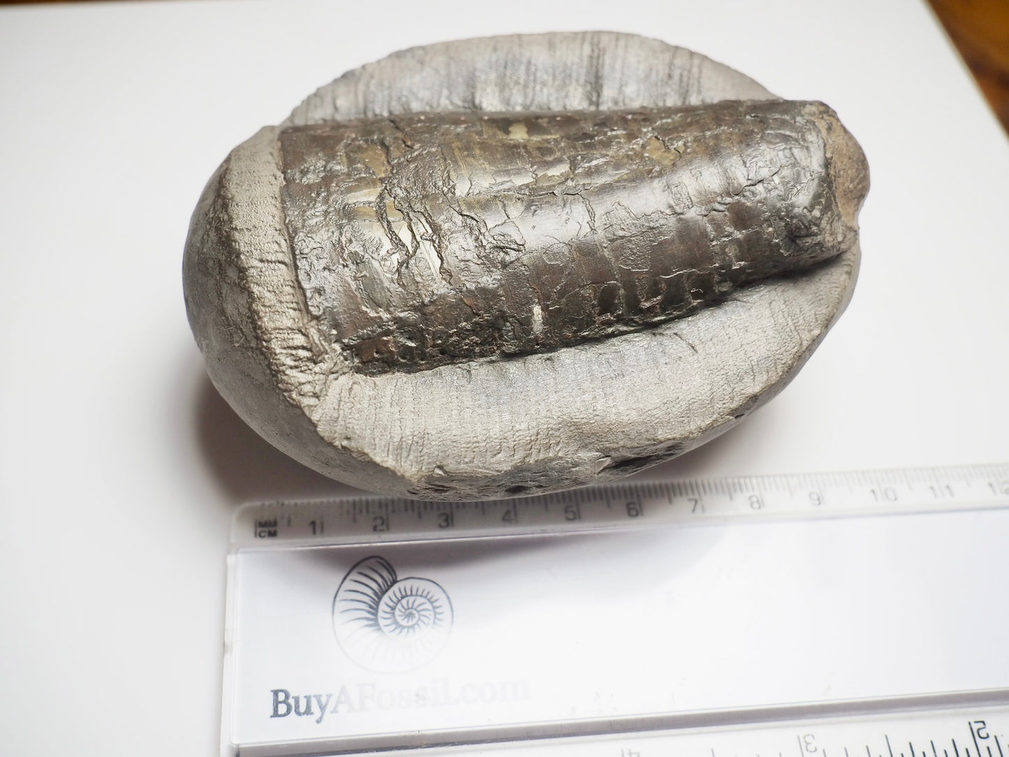 Belemnite Phragmocone