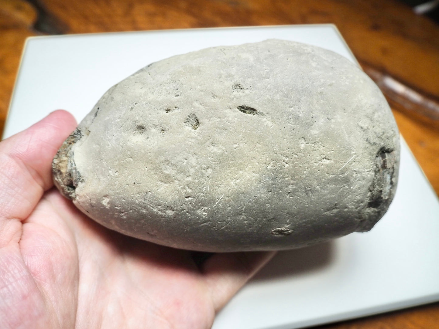 Belemnite Phragmocone POS/NEG