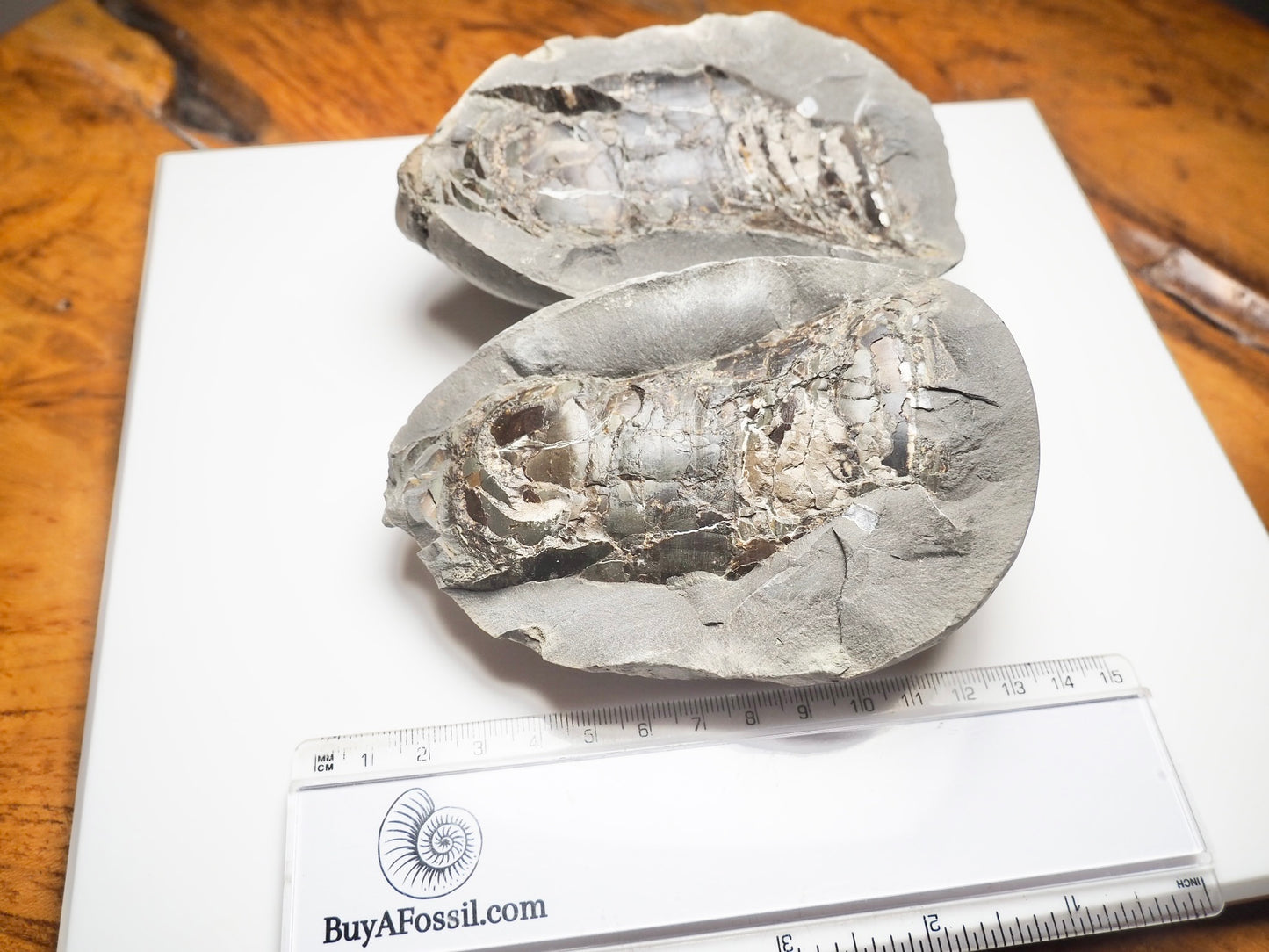 Belemnite Phragmocone POS/NEG
