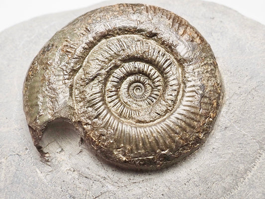 Dactylioceras Semicelatum