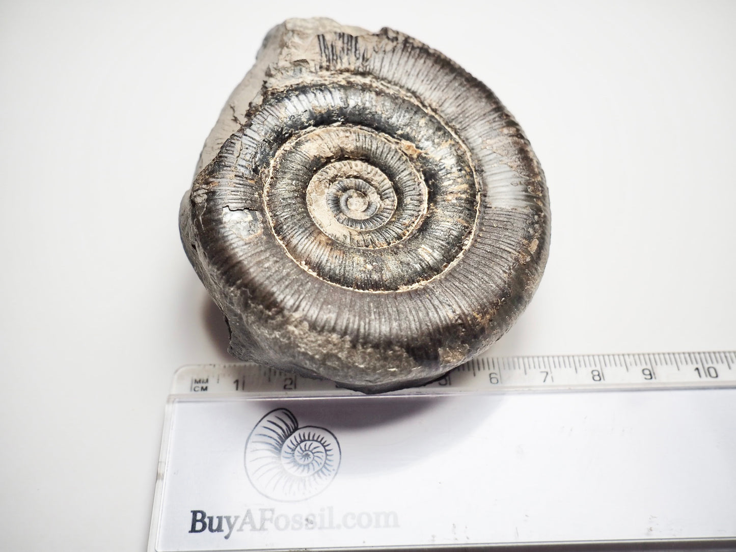 Dactylioceras Tenuicostatum