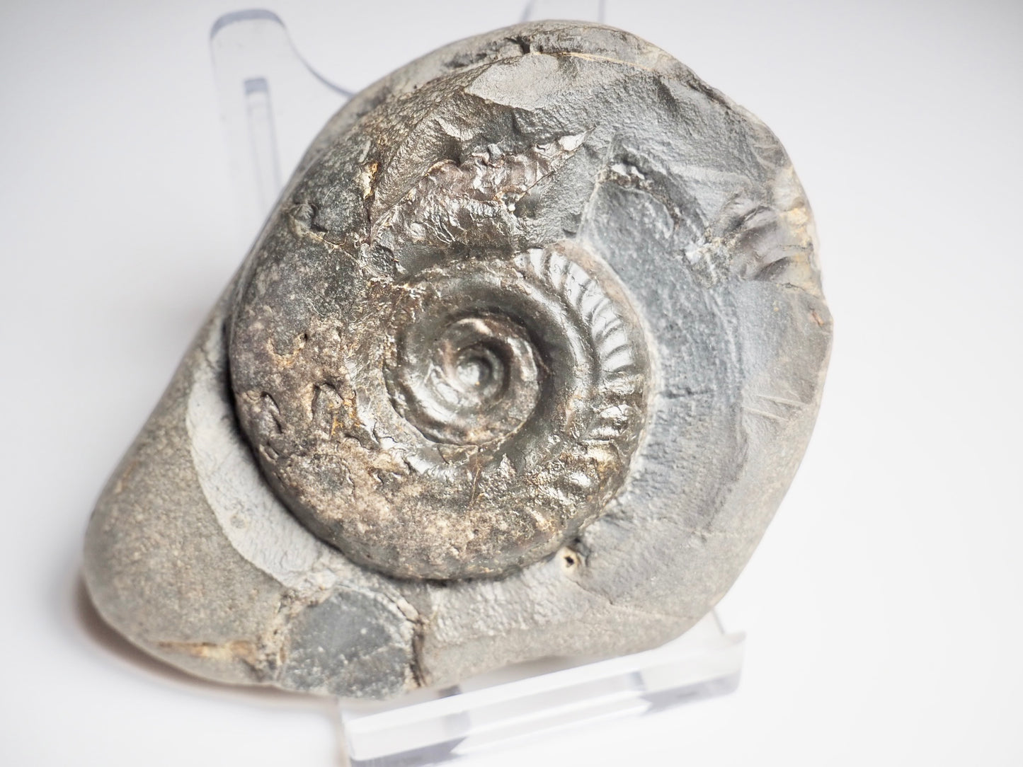 Hildoceras Ammonite