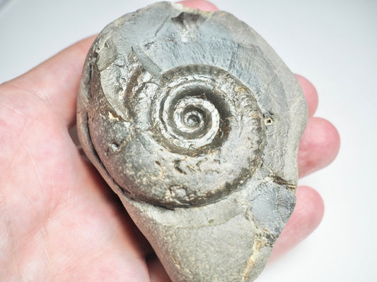 Hildoceras Ammonite