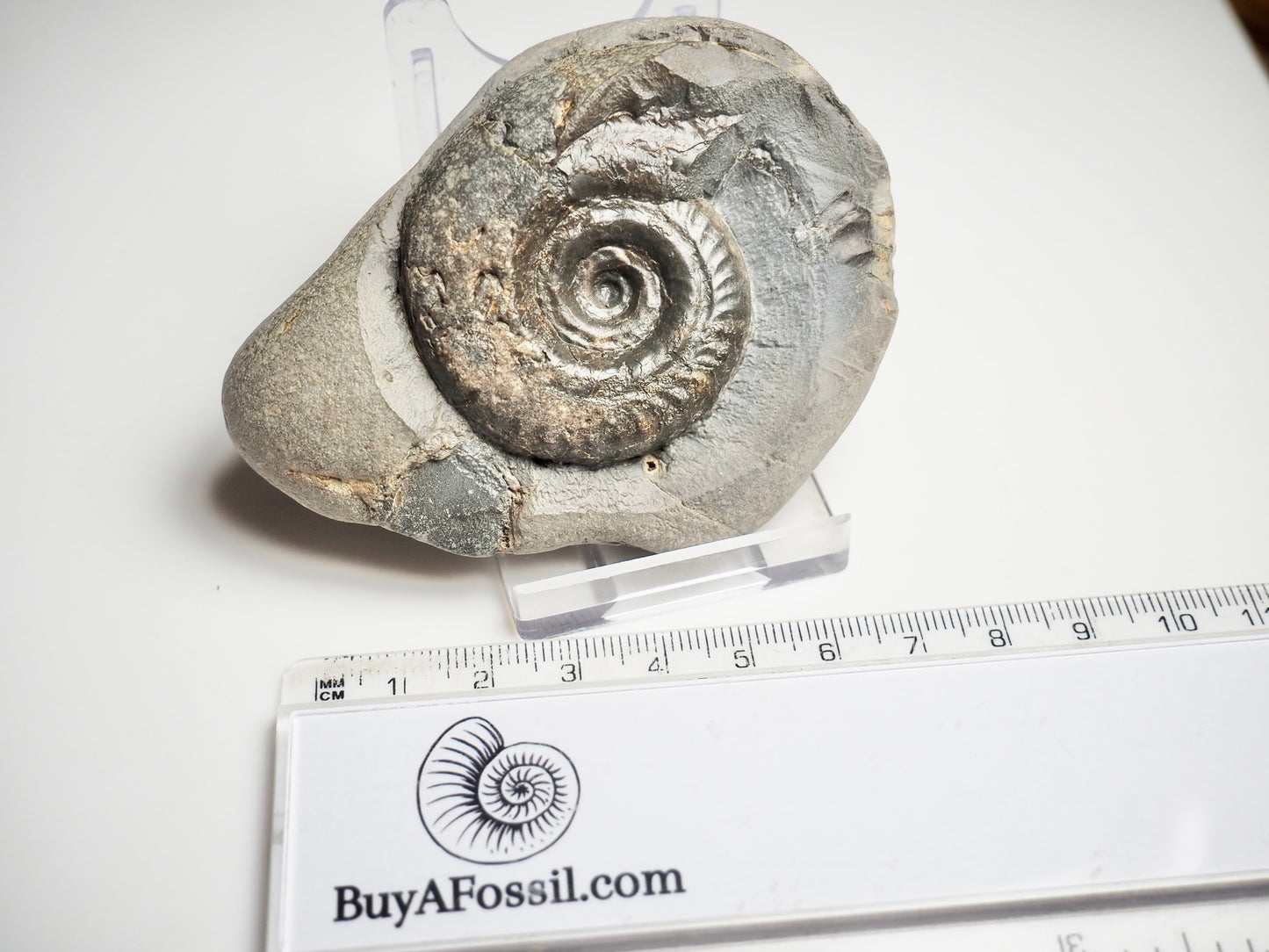 Hildoceras Ammonite