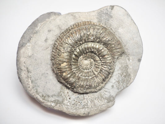 Dactylioceras Semicelatum