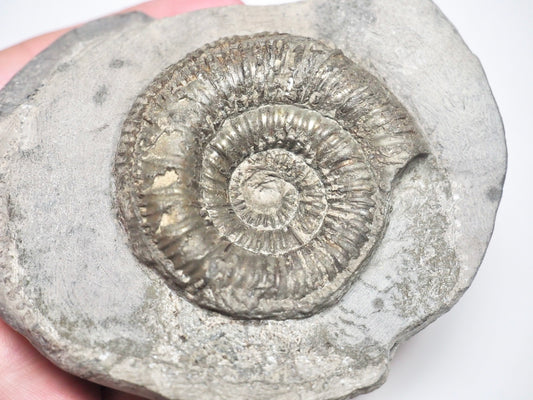 Dactylioceras Semicelatum