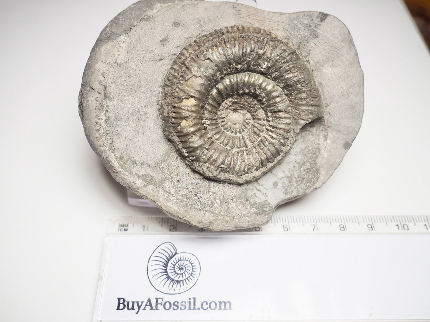 Dactylioceras Semicelatum