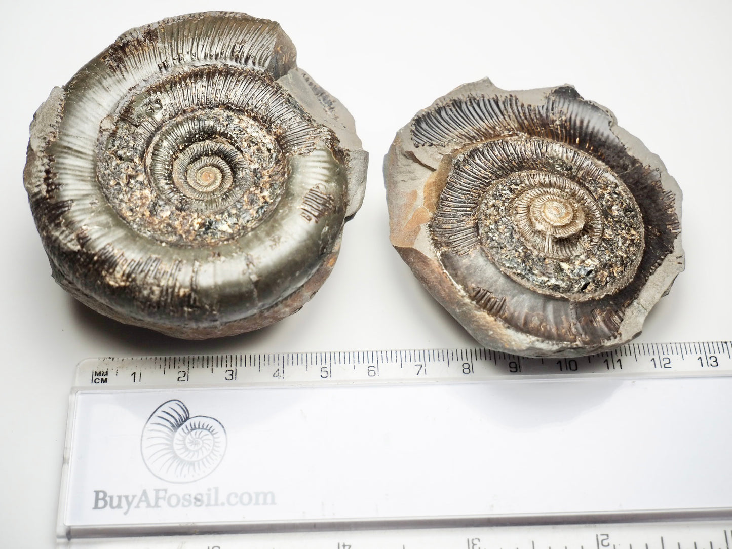 Dactylioceras Tenuicostatum POS/NEG