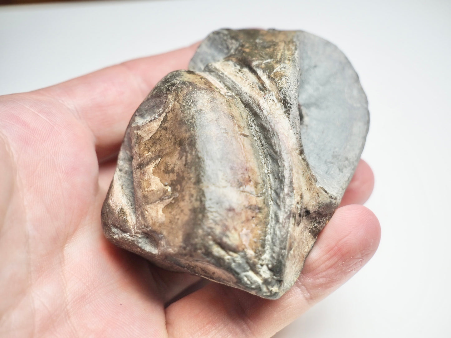 Ichthyosaur Skull Piece