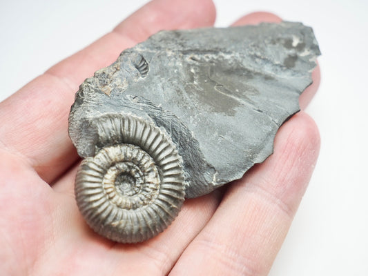 Dactylioceras Gracile