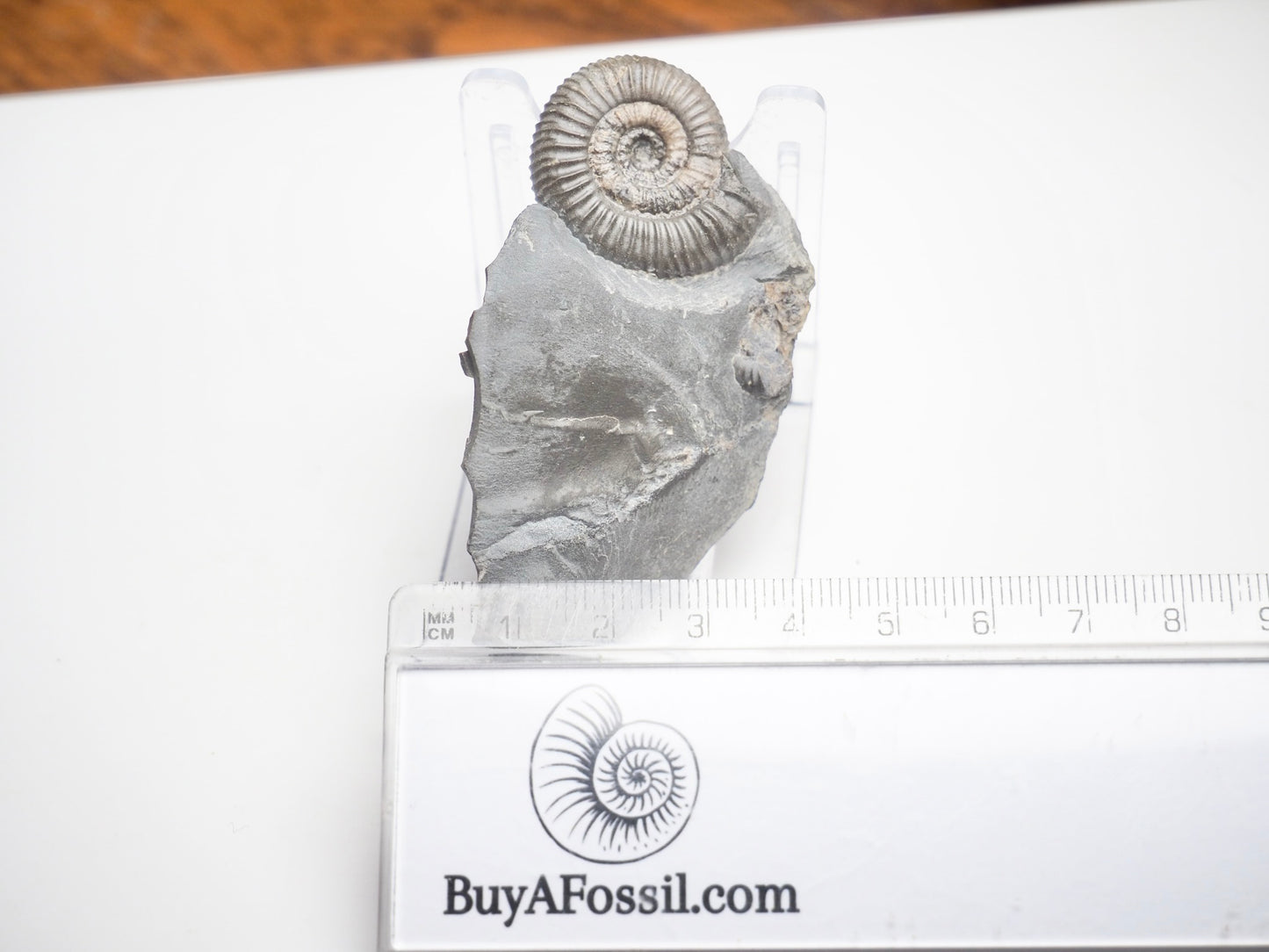 Dactylioceras Gracile