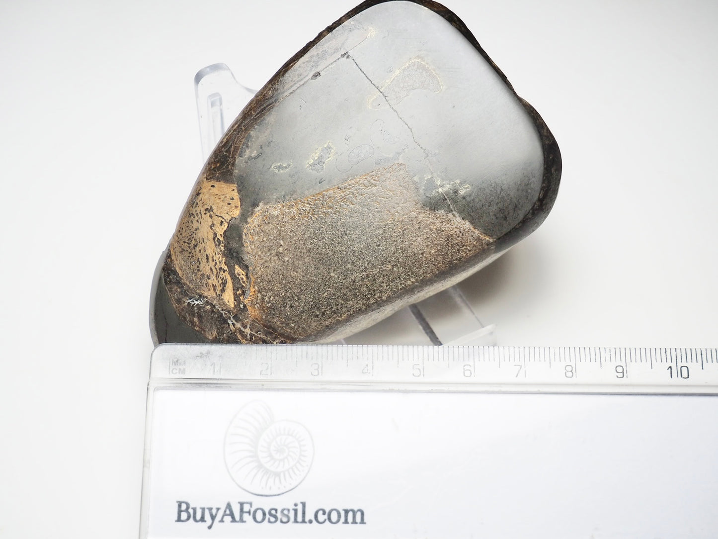 Polished Marine Reptile Bone