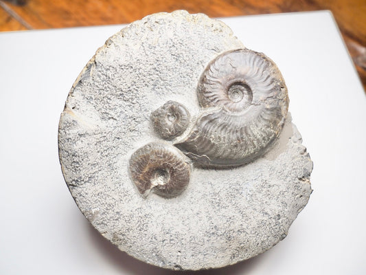 Eleganticeras Elegantulum