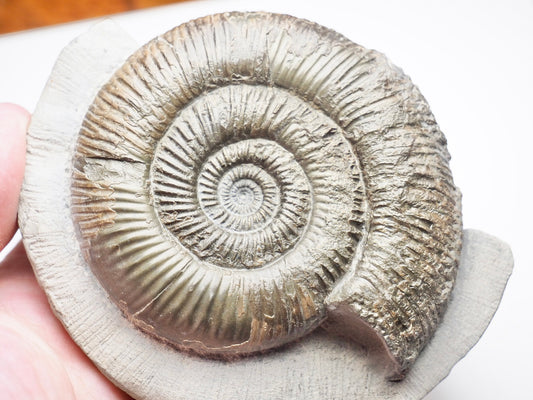 Dactylioceras Semicelatum