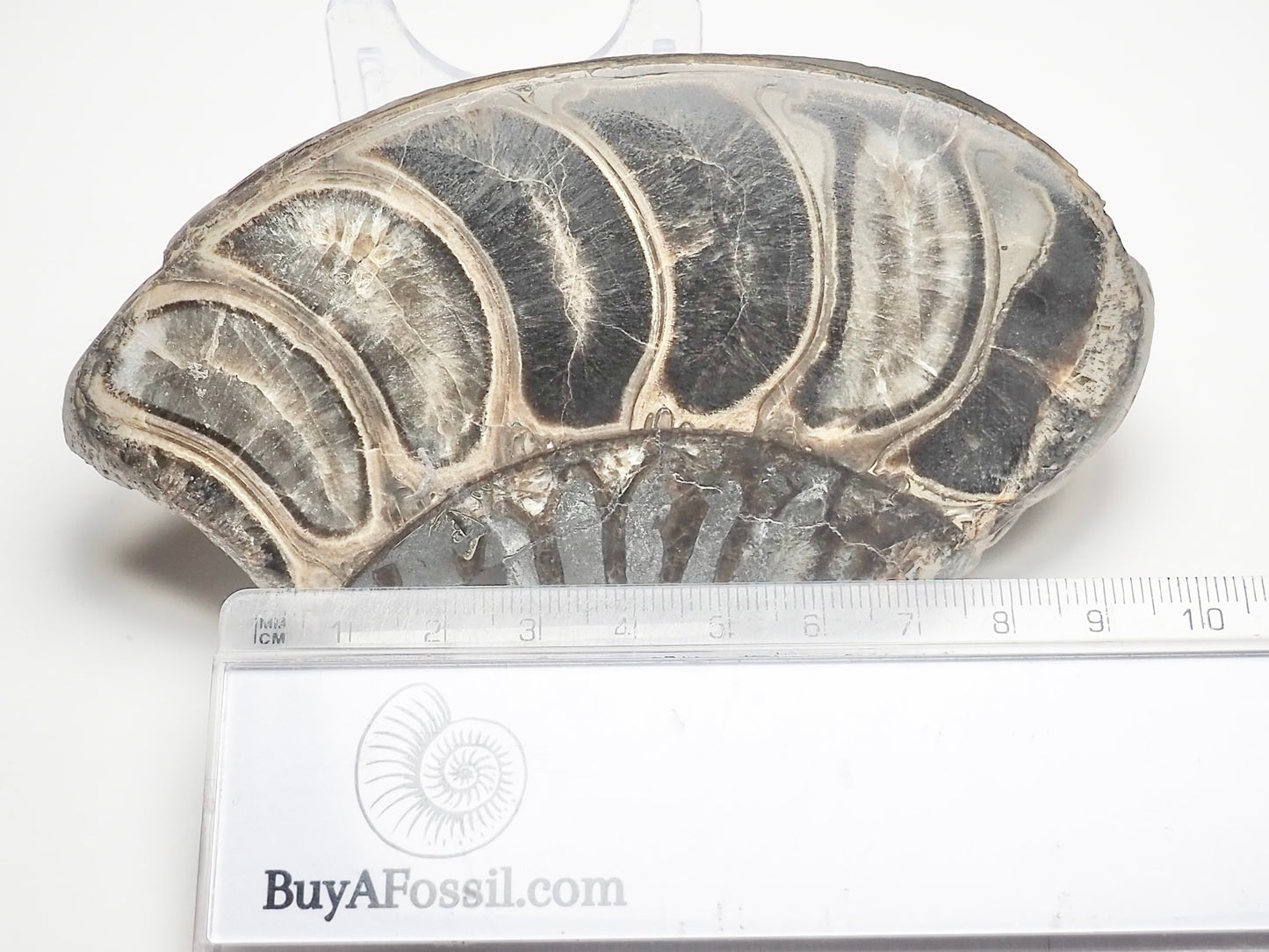 Cut & Polished Ammonite Whorl