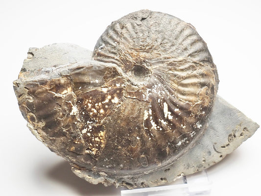 Pseudolioceras lythense