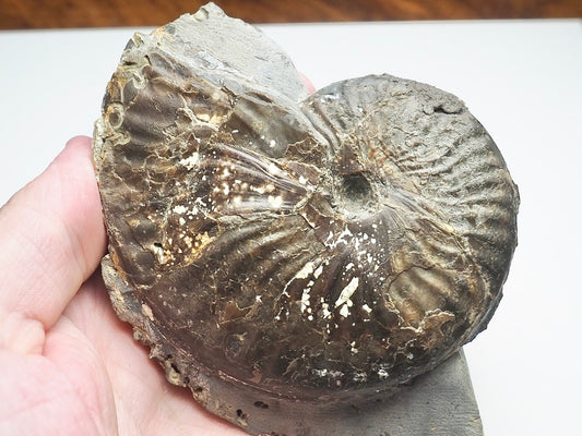 Pseudolioceras lythense