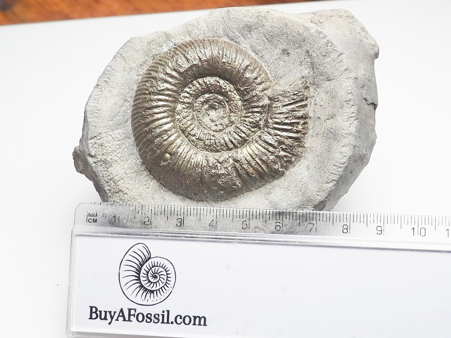 Dactylioceras Semicelatum