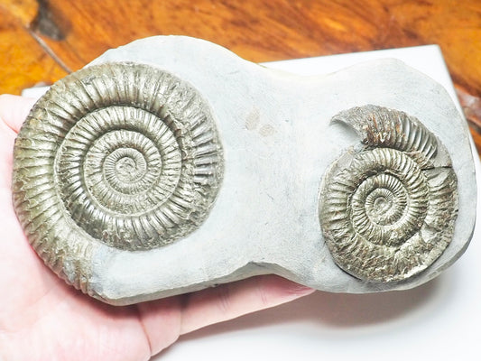 Double Dactylioceras