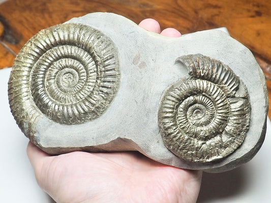 Double Dactylioceras