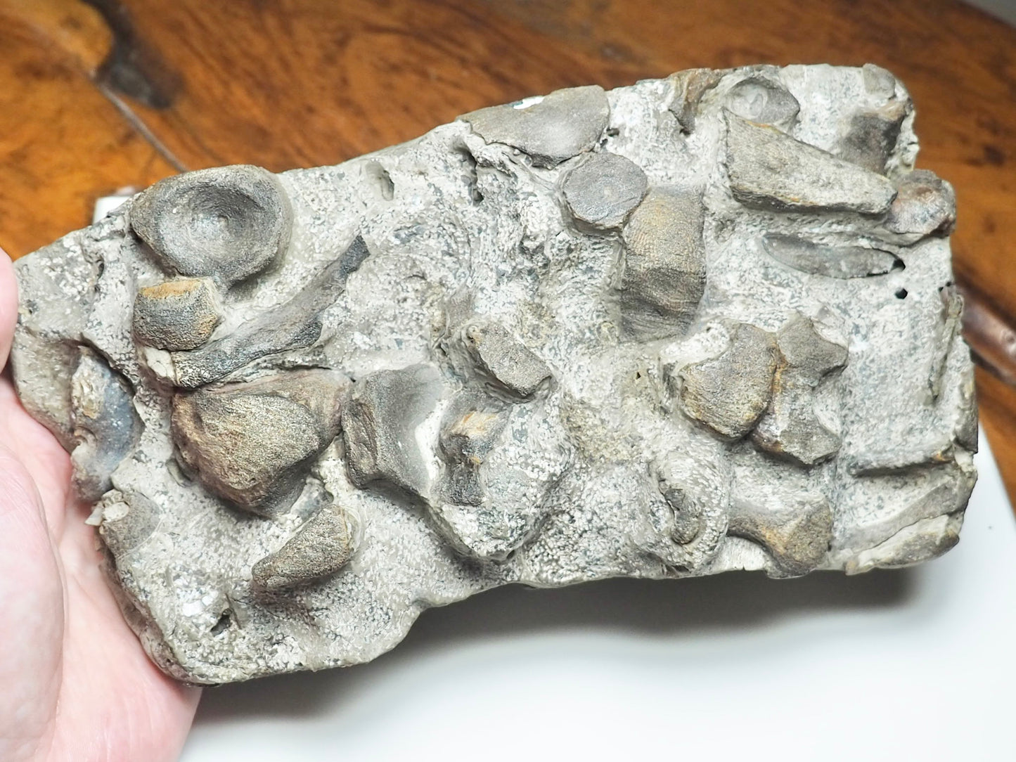 Ichthyosaur Bone Block