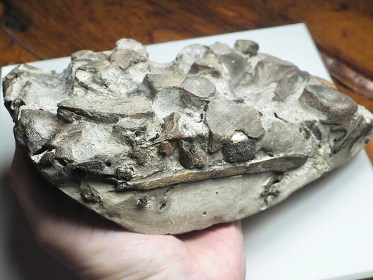 Ichthyosaur Bone Block
