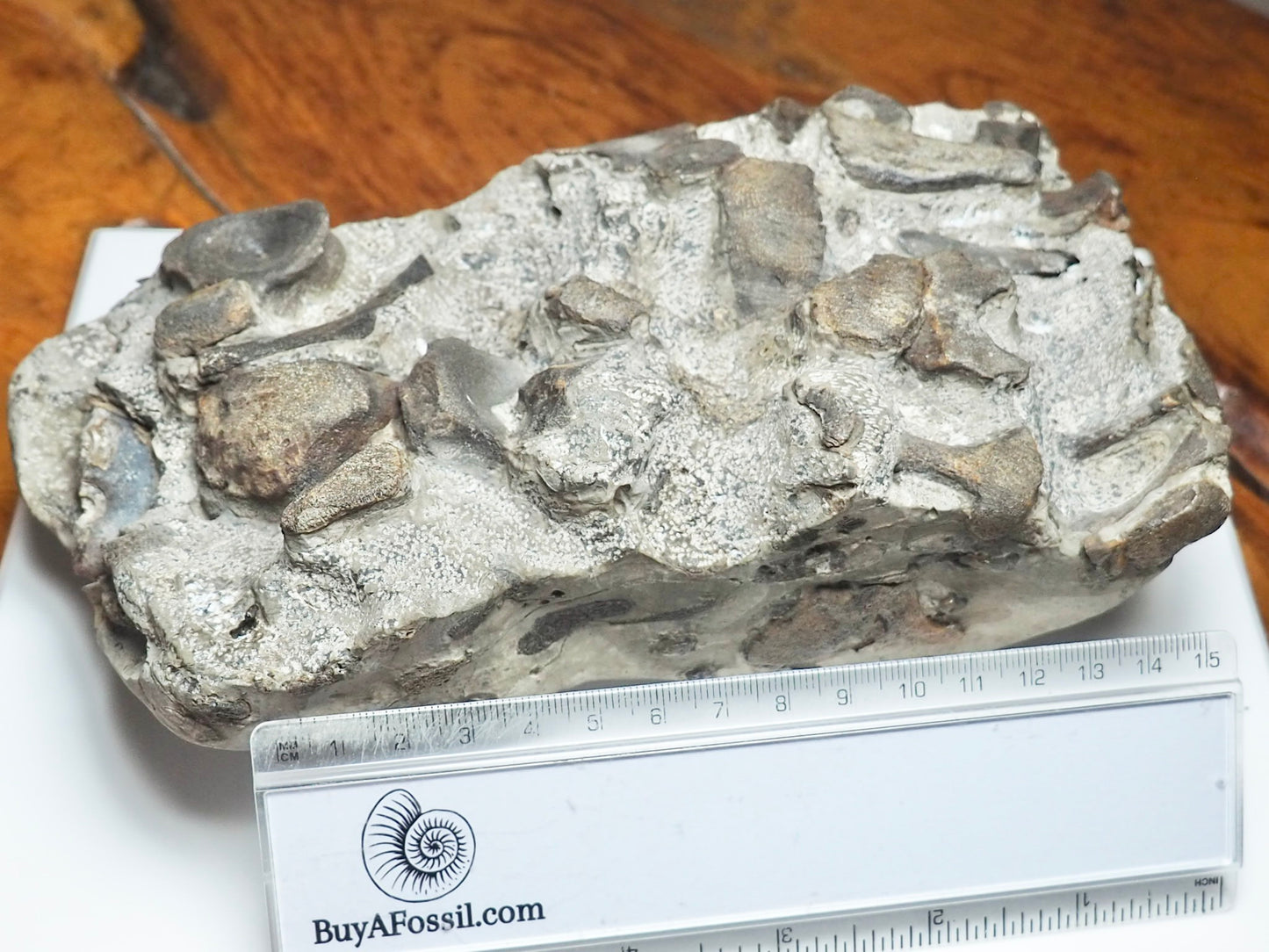 Ichthyosaur Bone Block