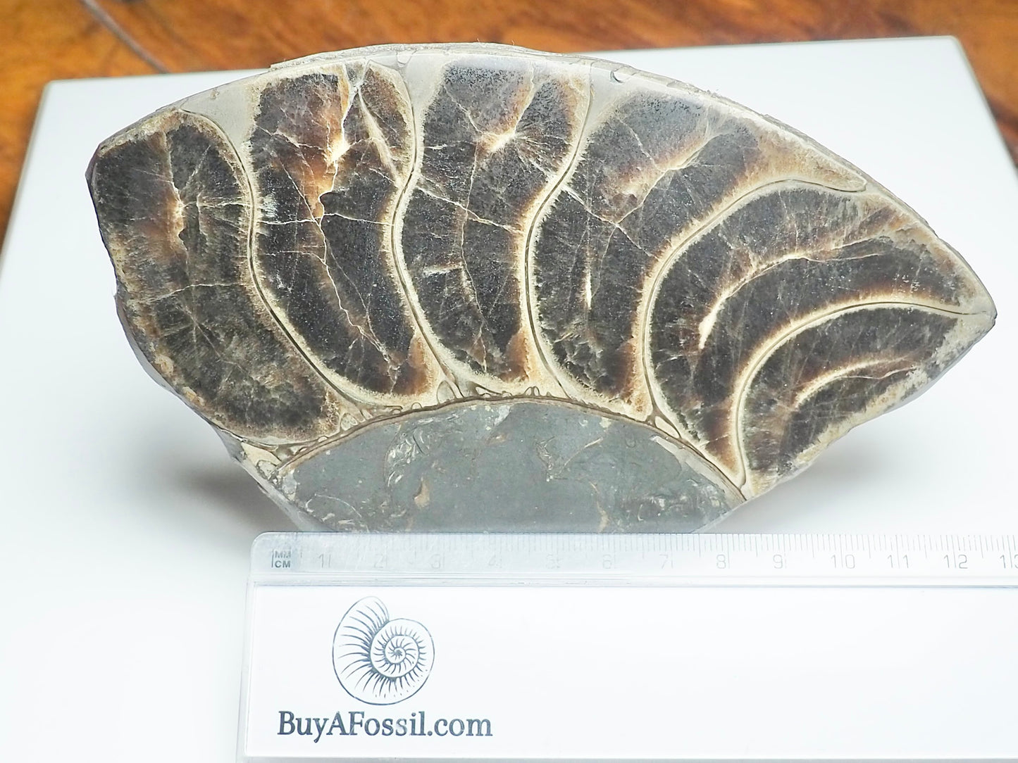 Cut & Polished Ammonite Whorl