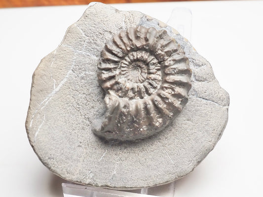 Pleuroceras Hawskerense