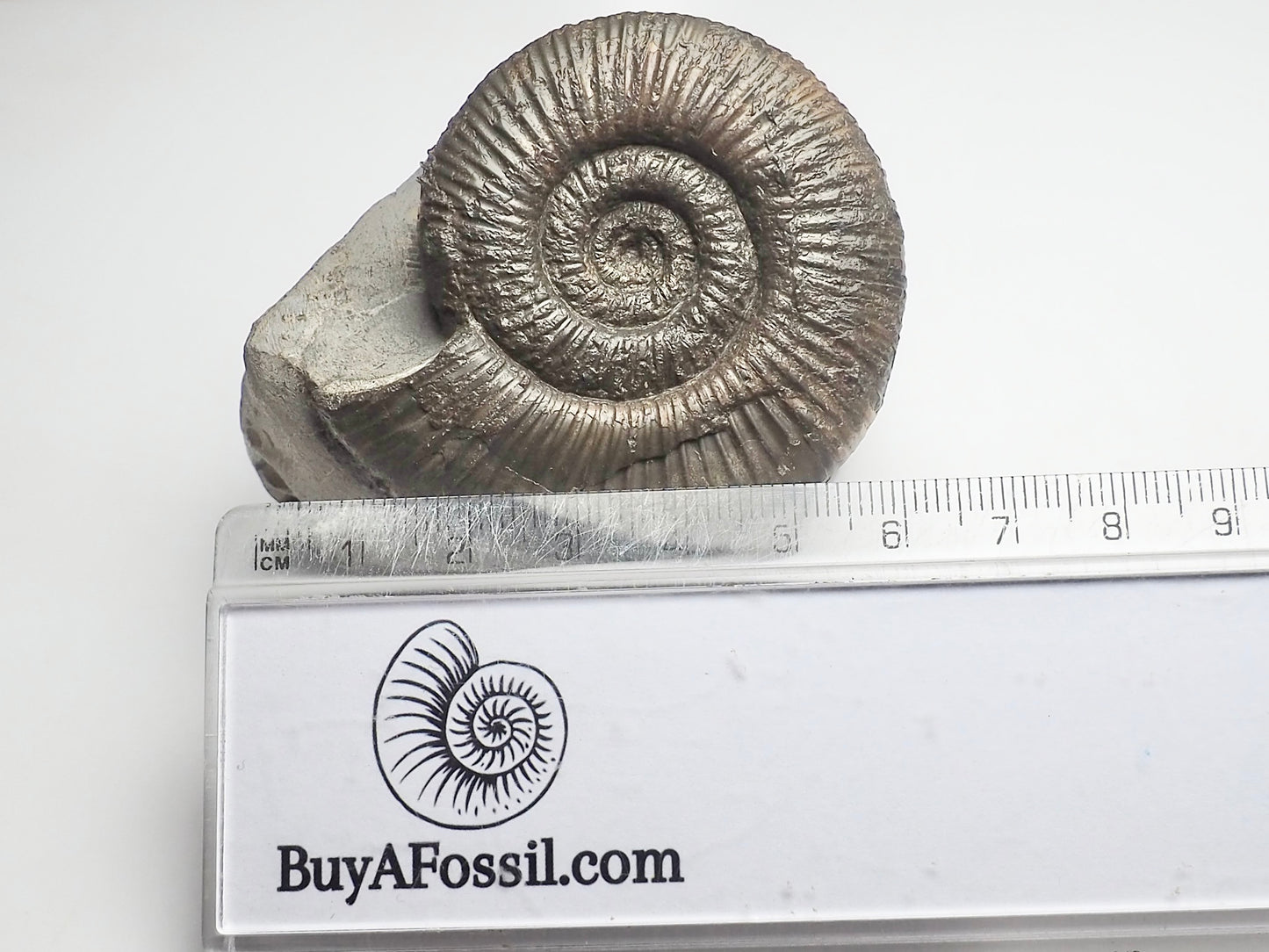 Dactylioceras Semicelatum