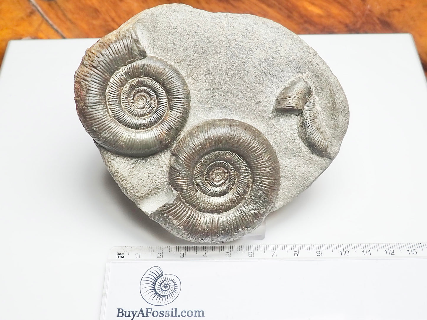 Dactylioceras Tenuicostatum Double