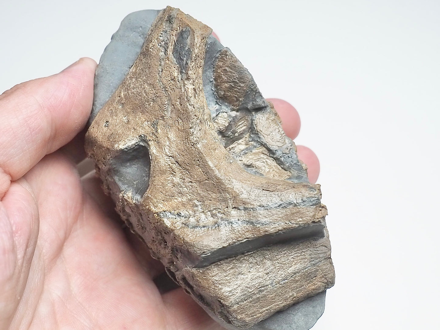 Ichthyosaur Skull