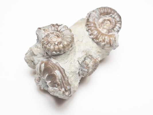 Promicroceras Ammonites