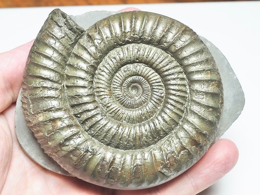 Top Quality Dactylioceras