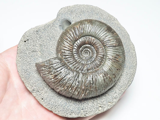 Quality Dactylioceras Semicelatum